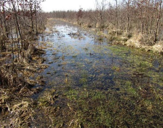 überstaute Forstschneise