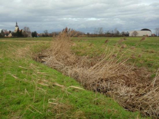 Bereich mit starkem Schilfaufwuchs in der Sohle