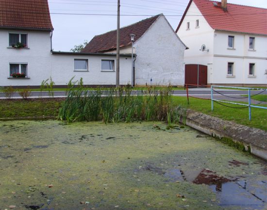 Dorfteich vor der Maßnahme
