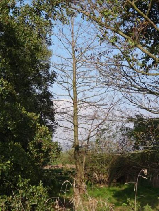 Entfernung von Totbäumen im Uferbereich