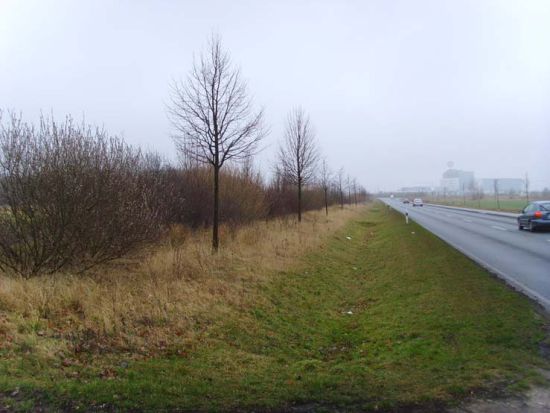 Ersatzpflanzungen an Salegaster Chaussee