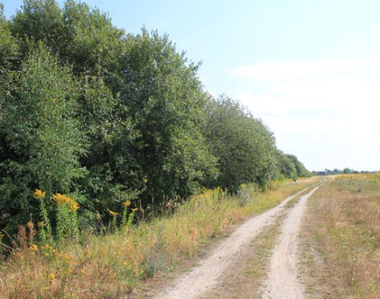 Feldgehölze an geplanter Geh- und Radwegtrasse Feldgehölze an geplanter Geh- und Radwegtrasse