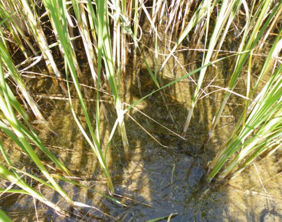 Gewässersohle mit starker, flächendeckender Verkrautung
