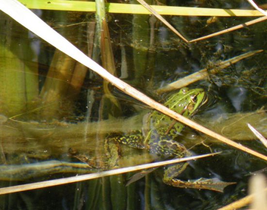 Grünfrosch (Rana spec.) im Röhricht