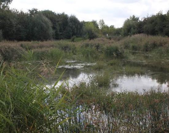 Großes Regenwasserrückhaltebecken mit Röhricht Großes Regenwasserrückhaltebecken mit Röhricht