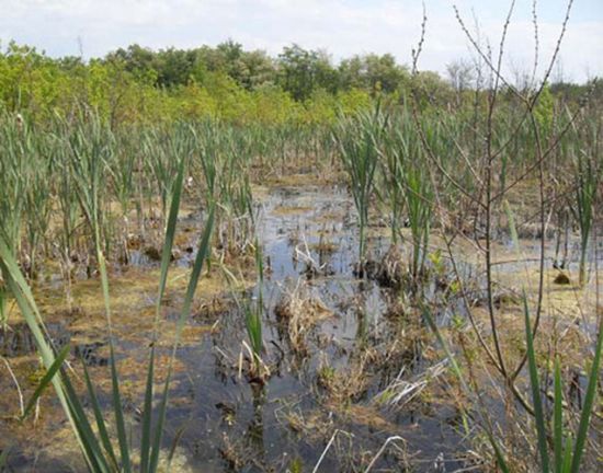 Habitat der Großen Moosjungfer