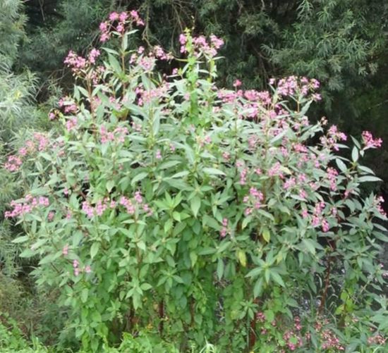 Indisches Springkraut (Bestand) Indisches Springkraut (Bestand)