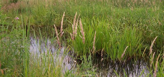 Kleingewässer (Flächennaturdenkmal) am Döllnitzseedamm Kleingewässer (Flächennaturdenkmal) am Döllnitzseedamm