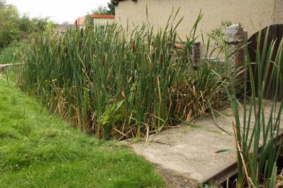 Makrophyten in der Sohle, Ortslage Zschernitz Makrophyten in der Sohle, Ortslage Zschernitz
