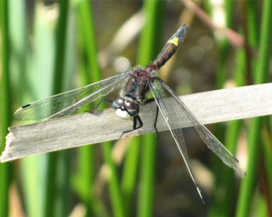 Revierbesetzendes Männchen der Großen Moosjungfer