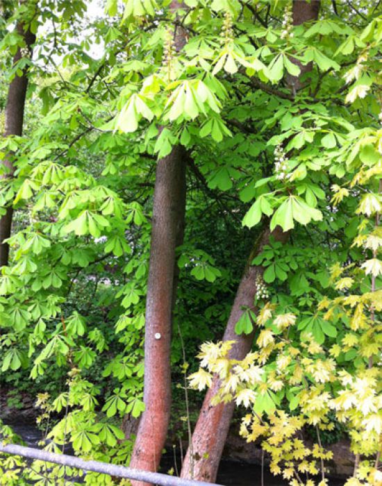 Rosskastanie (Aesculus hippocastanium) Rosskastanie (Aesculus hippocastanium)