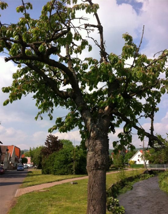 Süsskirsche (Prunus avium) Süsskirsche (Prunus avium)