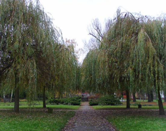 Trauerweiden im Zentrum des Rosariums