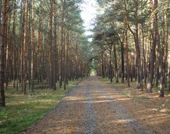 Zuwegung zum Deich durch artenarmen Kiefernforst Zuwegung zum Deich durch artenarmen Kiefernforst