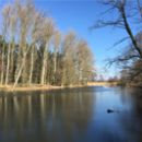 Deichrückverlegung Bennewitz, Sachsen Deichrückverlegung Bennewitz, Sachsen